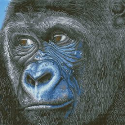 diamond-dotz-diamond-painting-kit-kibali-western-lowland-gorilla-diamond-painting-kit-kibali-western-4897073246260.jpg